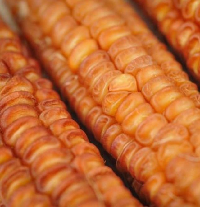 Zea mays Bronze Orange (C. O.) - Milho Laranja Bronze - Imagem 2