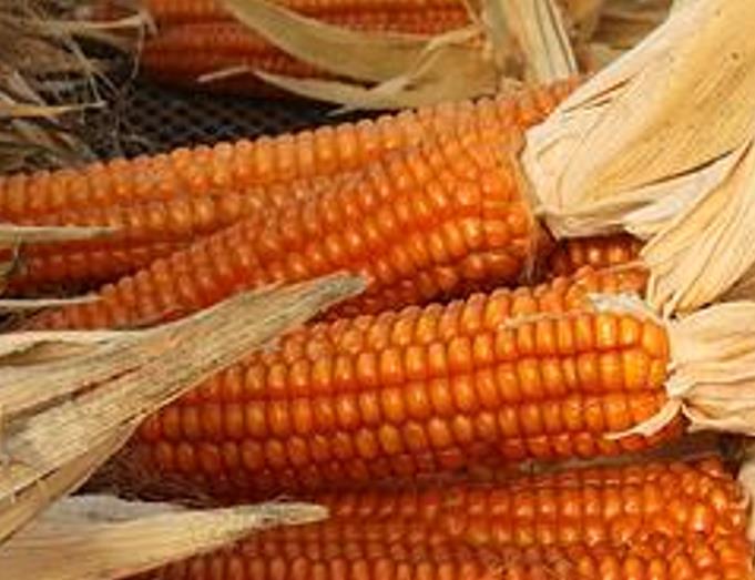 Zea mays Bronze Orange (C. O.) - Milho Laranja Bronze - Imagem 3