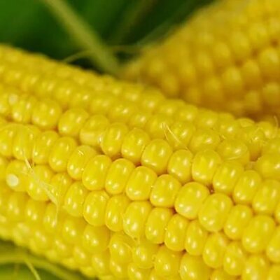 Zea mays Buhl Sweet (C.O.) - Milho Doce 'Buhl'