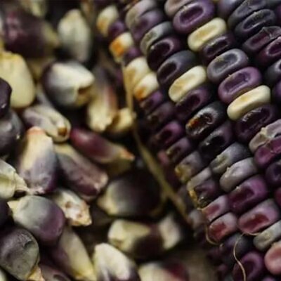 Zea mays Cherokee White Eagle (C.O) - Milho Cherokee Águia Branca