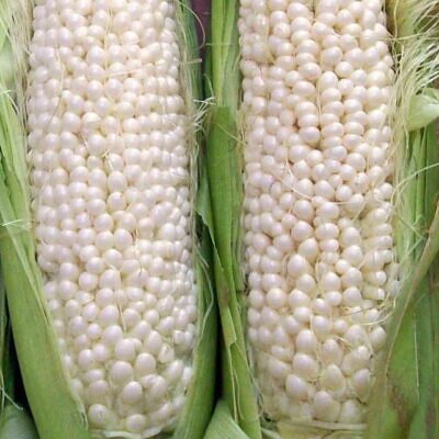 Zea mays Country Gentleman (C.O) - Milho Doce Country Gentleman, Milho Doce Shoepeg