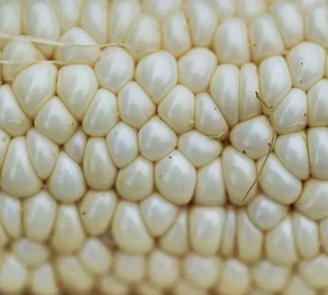 Zea mays Country Gentleman (C.O) - Milho Doce Country Gentleman, Milho Doce Shoepeg - Imagem 2