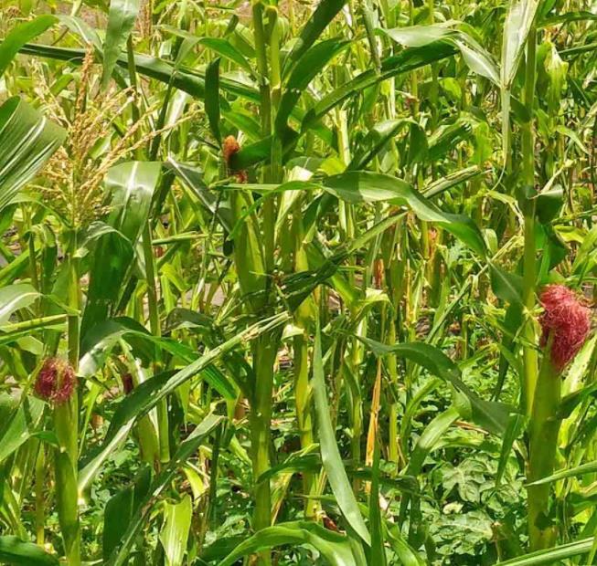 Zea mays Country Gentleman (C.O) - Milho Doce Country Gentleman, Milho Doce Shoepeg - Imagem 3