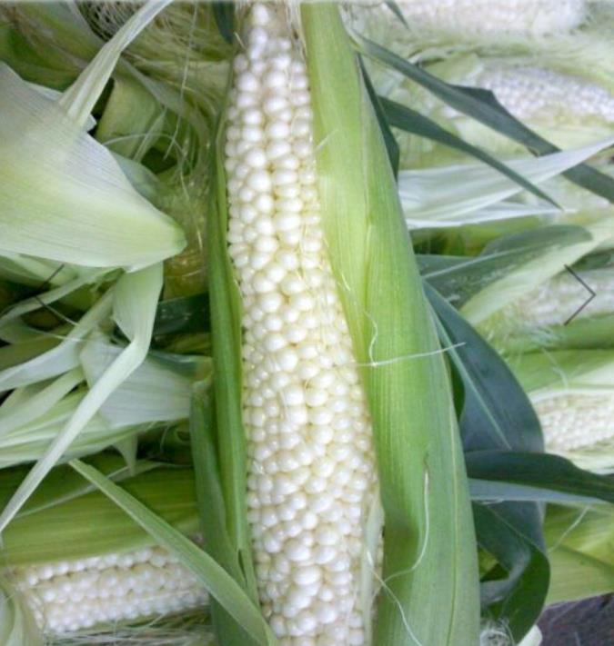 Zea mays Country Gentleman (C.O) - Milho Doce Country Gentleman, Milho Doce Shoepeg - Imagem 4