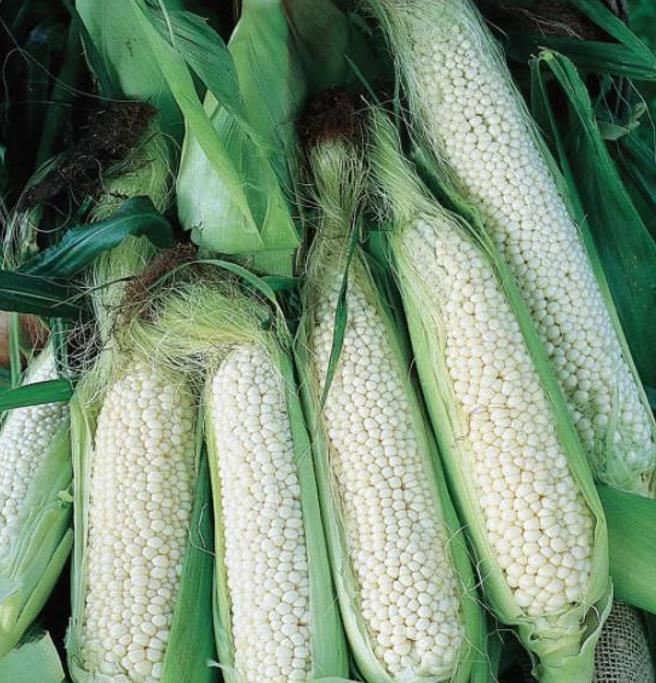 Zea mays Country Gentleman (C.O) - Milho Doce Country Gentleman, Milho Doce Shoepeg - Imagem 5