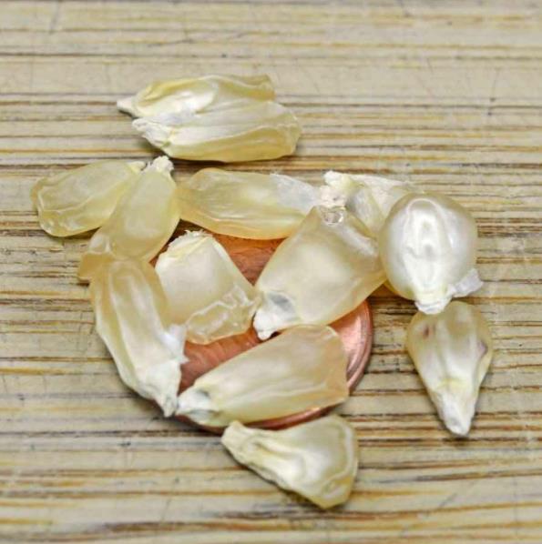 Zea mays Country Gentleman (C.O) - Milho Doce Country Gentleman, Milho Doce Shoepeg - Imagem 6