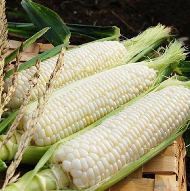 Zea mays Country Gentleman (C.O) - Milho Doce Country Gentleman, Milho Doce Shoepeg - Imagem 8