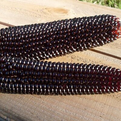 Zea mays Dakota Black (C.O) - Milho de Pipoca Negro, Dakota Black Pop