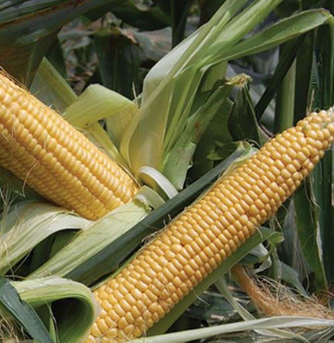 Zea mays Golden Bantam Improved (C.O.) - Milho Bantam Dourado Melhorado, Milho Doce Bantam Melhorado - Imagem 4