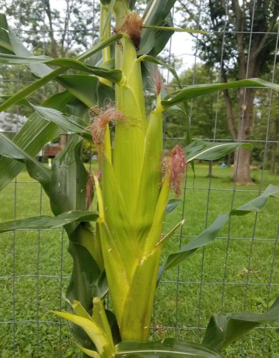 Zea mays Golden Bantam Improved (C.O.) - Milho Bantam Dourado Melhorado, Milho Doce Bantam Melhorado - Imagem 6