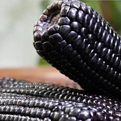 Zea mays kculli black  (certificação orgânica) - Milho negro, milho kculli negro, kulli negro