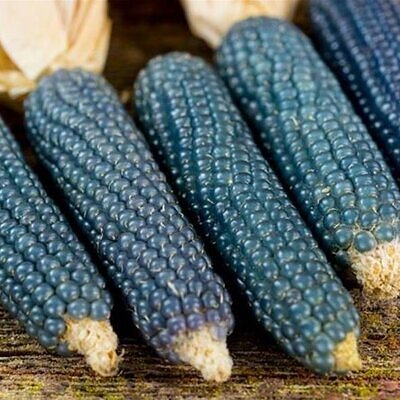 Zea mays Mini Blue Popcorn (C.O.) - Milho de Pipoca Baby Blue, Mini Milho de Pipoca Azul