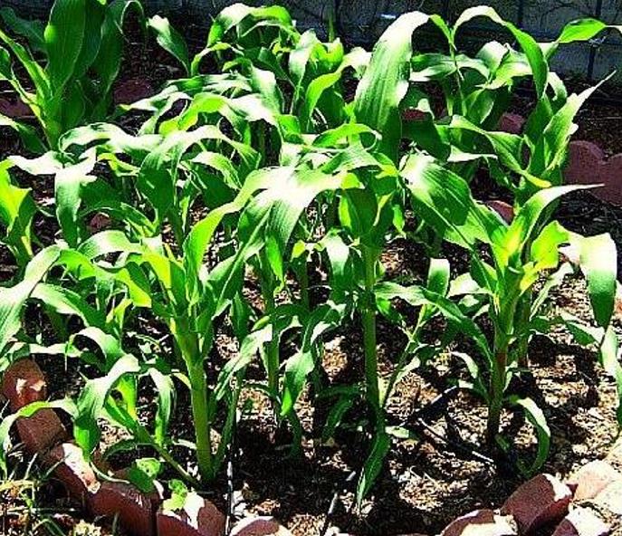 Zea mays Mini Blue Popcorn (C.O.) - Milho de Pipoca Baby Blue, Mini Milho de Pipoca Azul - Imagem 2