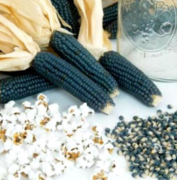 Zea mays Mini Blue Popcorn (C.O.) - Milho de Pipoca Baby Blue, Mini Milho de Pipoca Azul - Imagem 3