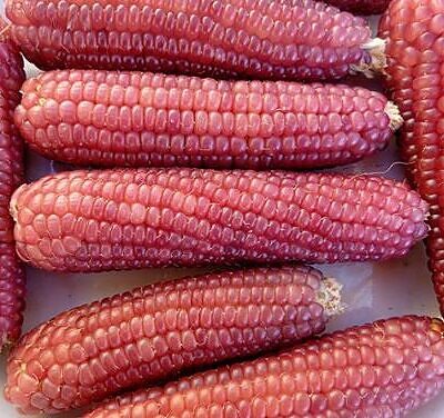Zea Mays Mini Pink Popcorn (C.O) - Milho De Pipoca Baby Pink, Mini Milho De Pipoca Rosa