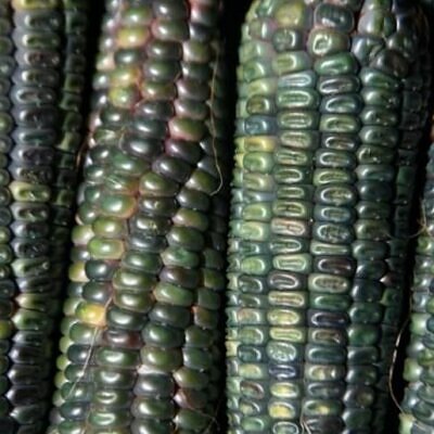 Zea mays Oaxacan Green (Certificação Orgânica) - Milho Esmeralda de Oaxaca, Milho Verde de Oaxaca