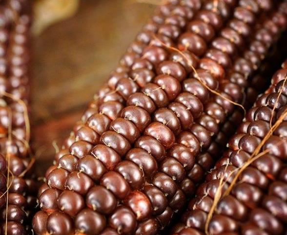 Zea Mays Osage Brown (Certificação Orgânica) - Milho Chocolate do Povo Osage, Milho chocolate - Imagem 5