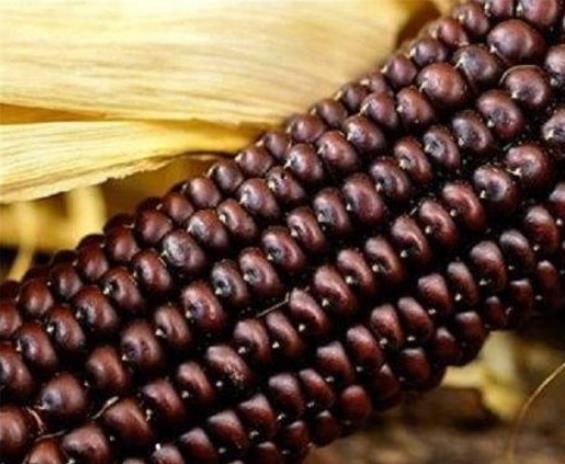 Zea Mays Osage Brown (Certificação Orgânica) - Milho Chocolate do Povo Osage, Milho chocolate - Imagem 6