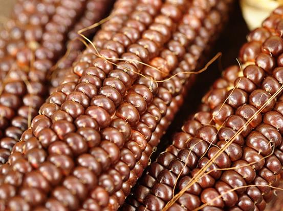 Zea Mays Osage Brown (Certificação Orgânica) - Milho Chocolate do Povo Osage, Milho chocolate - Imagem 7