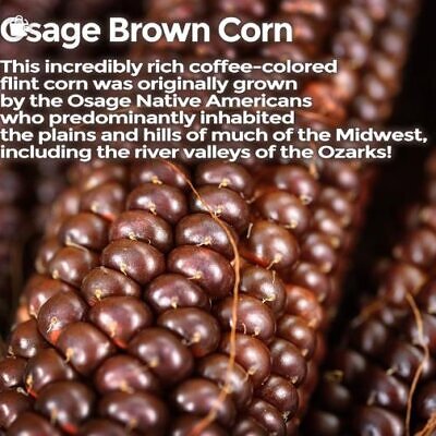 Zea Mays Osage Brown (Certificação Orgânica) - Milho Chocolate do Povo Osage, Milho chocolate
