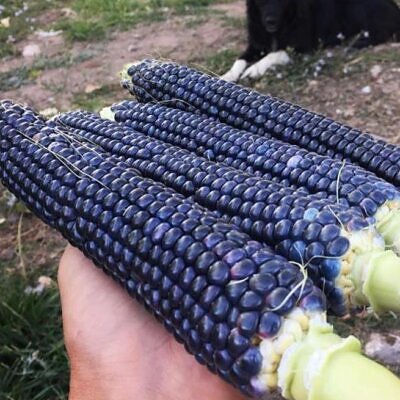 Zea mays Papas' Blue (certificação orgânica) - Milho Azul de Papas, Milho Azul Cobalto