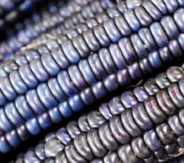 Zea mays Papas' Blue (certificação orgânica) - Milho Azul de Papas, Milho Azul Cobalto - Imagem 2