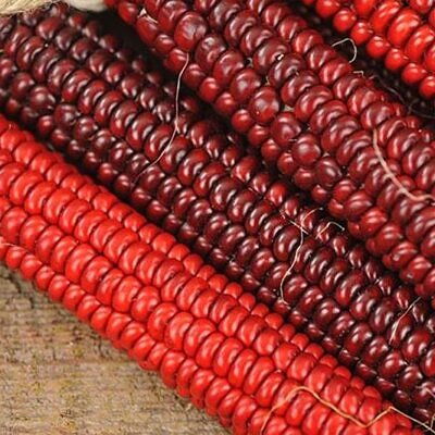 Zea mays Papas Red (C.O.) - Milho Cereja de Marrasquino, Milho Vermelho de Papai