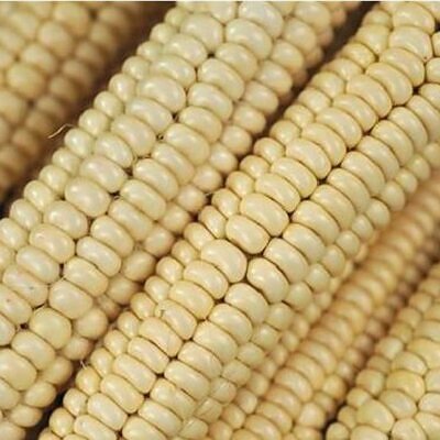 Zea mays Papa's White (Certificação Orgânica) - Milho Branco Marfim de Papas, Milho Marfim Papa's Ed Schultz