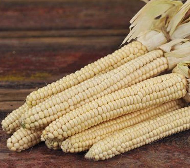 Zea mays Papa's White (Certificação Orgânica) - Milho Branco Marfim de Papas, Milho Marfim Papa's Ed Schultz - Imagem 2