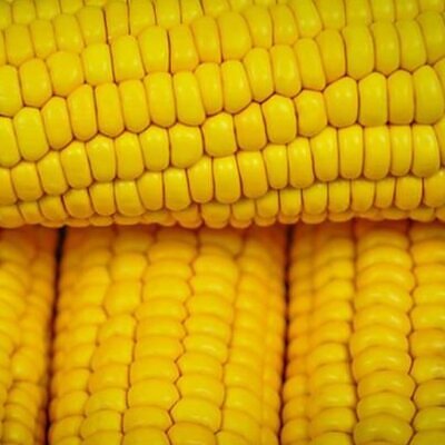 Zea mays Paraguayan Chipa (C.O) - Milho Chipa Paraguaio (C.O)