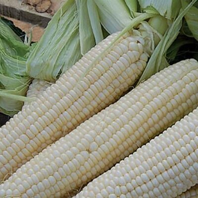 Zea mays Stowell's Evergreen (C.O.) - Milho Doce Perene de Stowell, Milho Doce Perene