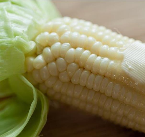 Zea mays Stowell's Evergreen (C.O.) - Milho Doce Perene de Stowell, Milho Doce Perene - Imagem 2