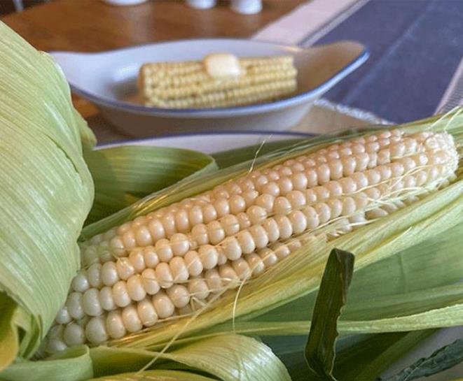 Zea mays Stowell's Evergreen (C.O.) - Milho Doce Perene de Stowell, Milho Doce Perene - Imagem 3