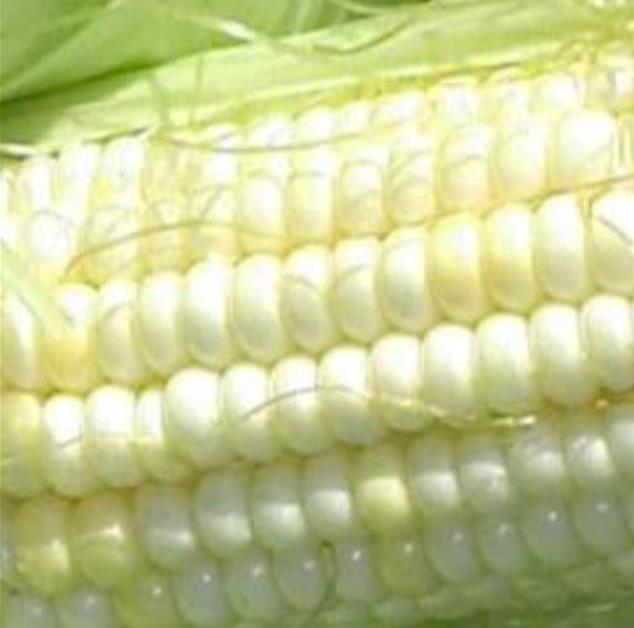 Zea mays Stowell's Evergreen (C.O.) - Milho Doce Perene de Stowell, Milho Doce Perene - Imagem 4
