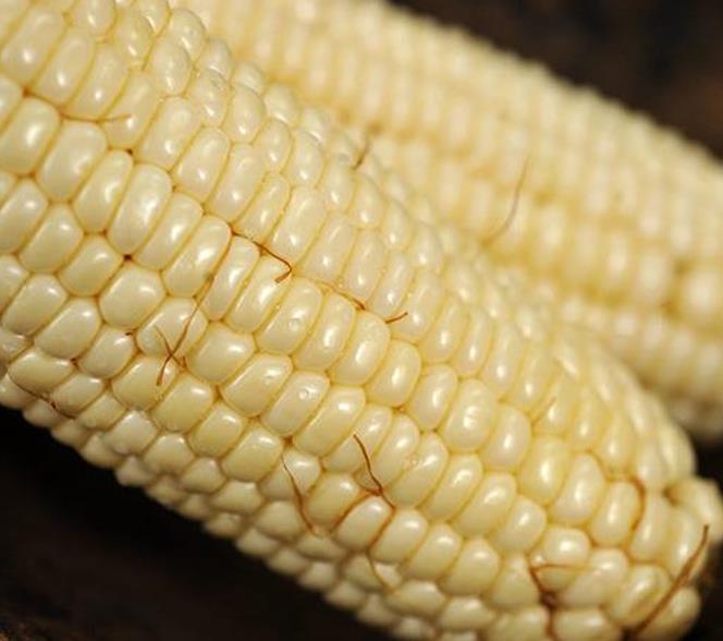 Zea mays Stowell's Evergreen (C.O.) - Milho Doce Perene de Stowell, Milho Doce Perene - Imagem 5