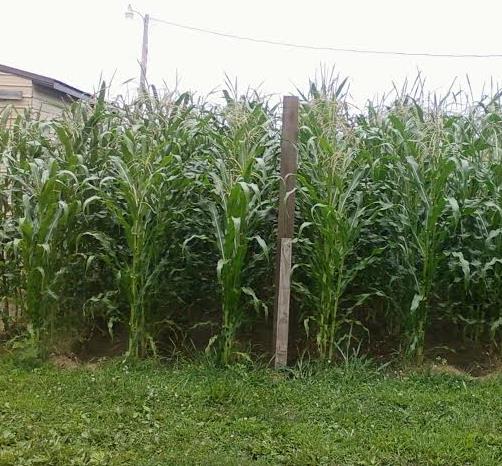 Zea mays Stowell's Evergreen (C.O.) - Milho Doce Perene de Stowell, Milho Doce Perene - Imagem 6