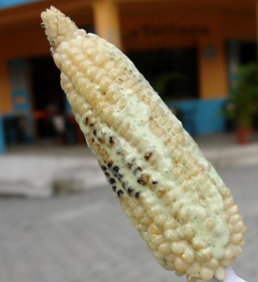 Zea mays Stowell's Evergreen (C.O.) - Milho Doce Perene de Stowell, Milho Doce Perene - Imagem 8