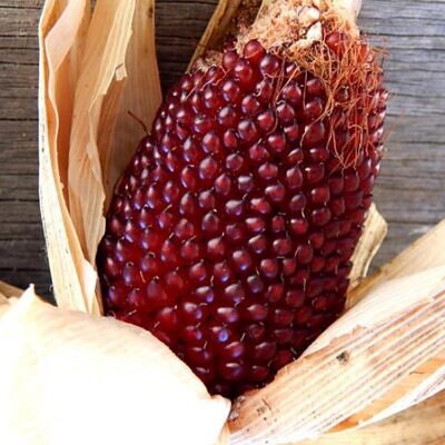 Zea mays Strawberry Popcorn (C.O) - Milho Pipoca Morango, Milho Pipoca Ornamental