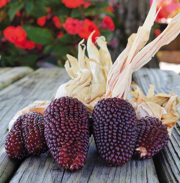 Zea mays Strawberry Popcorn (C.O) - Milho Pipoca Morango, Milho Pipoca Ornamental - Imagem 2