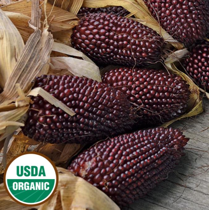 Zea mays Strawberry Popcorn (C.O) - Milho Pipoca Morango, Milho Pipoca Ornamental - Imagem 3