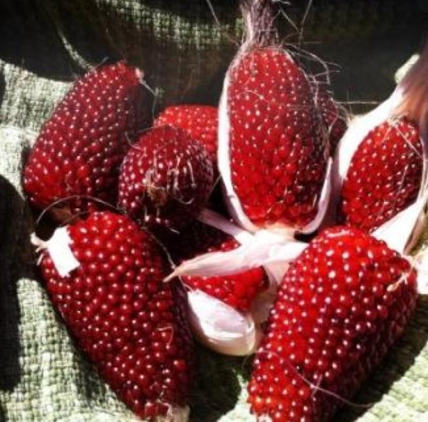 Zea mays Strawberry Popcorn (C.O) - Milho Pipoca Morango, Milho Pipoca Ornamental - Imagem 4