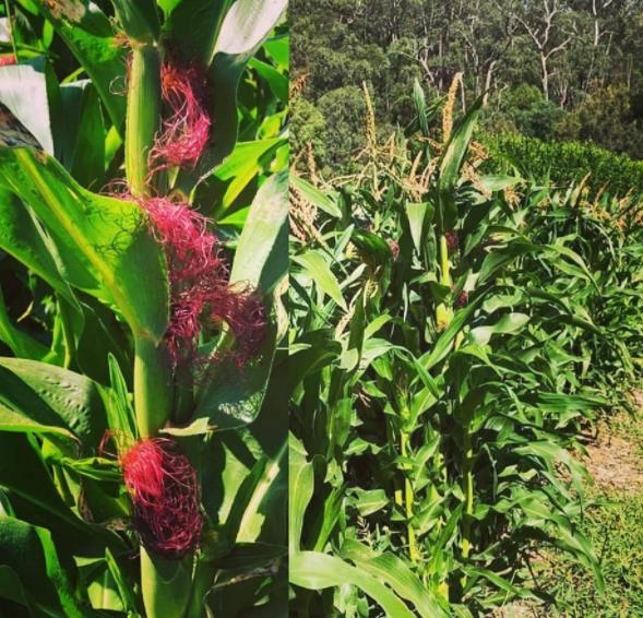 Zea mays Strawberry Popcorn (C.O) - Milho Pipoca Morango, Milho Pipoca Ornamental - Imagem 5