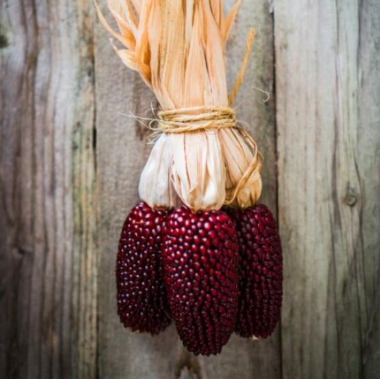 Zea mays Strawberry Popcorn (C.O) - Milho Pipoca Morango, Milho Pipoca Ornamental - Imagem 6