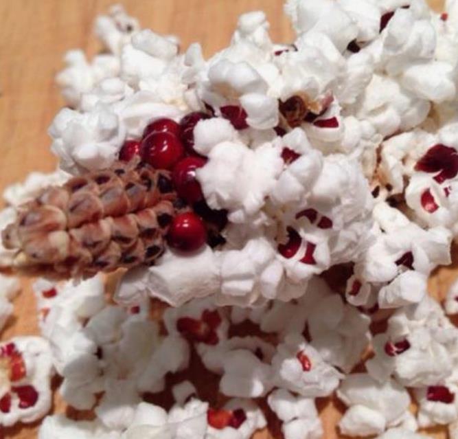 Zea mays Strawberry Popcorn (C.O) - Milho Pipoca Morango, Milho Pipoca Ornamental - Imagem 7