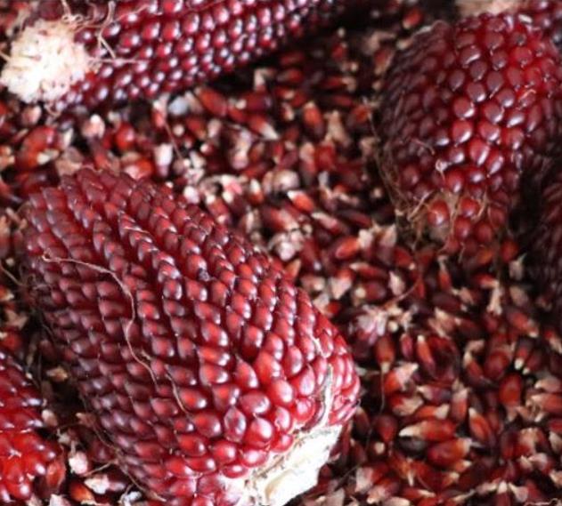 Zea mays Strawberry Popcorn (C.O) - Milho Pipoca Morango, Milho Pipoca Ornamental - Imagem 8