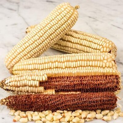 Zea mays Tennessee Red Cob (C.O) - Milho Branco da Espiga Vermelha do Tennessee