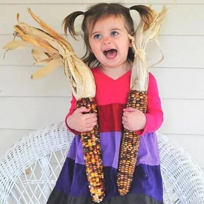 Zea mays Wade's Giant Indian Corn (C.O.) - Milho Gigante, Milho Gigante Indiano