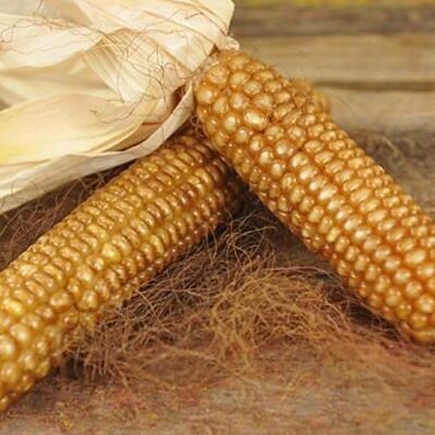 Zea mays Chapalote (C.O.) - Milho Chapalote, Milho Chapalote Amêndoa