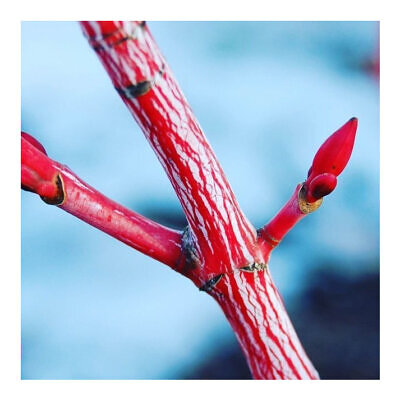 Acer pensylvanicum “Erythrocladum” - Acer coral stripe maple – Maple listrado