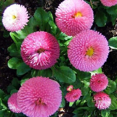 Bellis perennis Pomponette - Margarida inglesa dobrada, Margarida pompom duplo, Beleza eterna Pomponette